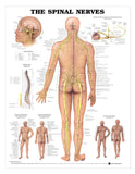Chart Spinal Nerves